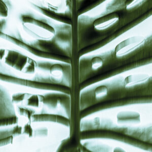 Chlorophyll Trance