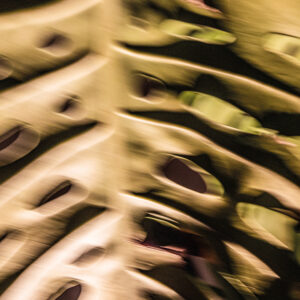 Chlorophyll Trance