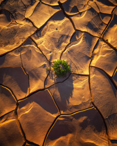 Desert Wilderness
