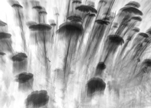 Ghost Blossom