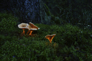 What nature knows