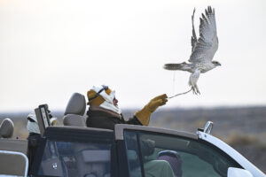 Falconry