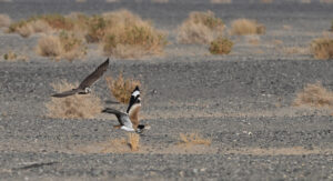 Falconry
