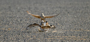 Falconry