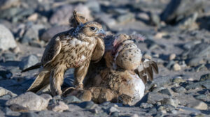 Falconry