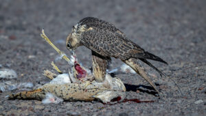 Falconry