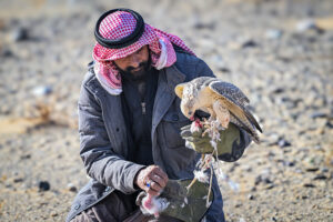 Falconry