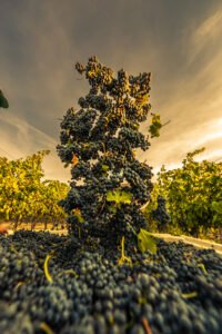 Merlot in Flight