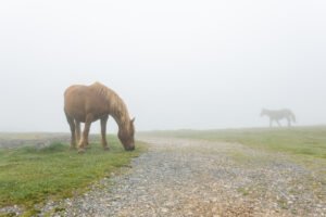 After the Rain – A Journey on the Camino