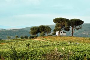 After the Rain – A Journey on the Camino